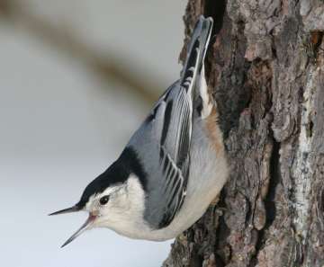 white-breasted nuthatch