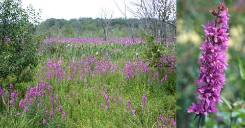 purple loosestrife