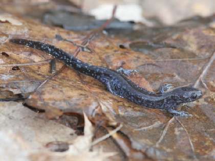 hybrid blue-spotted salamander