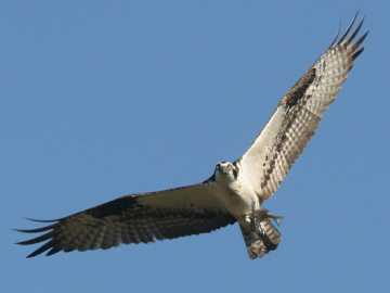 osprey carrying a fish