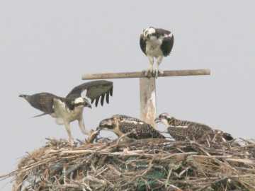 nesting ospreys feeding young