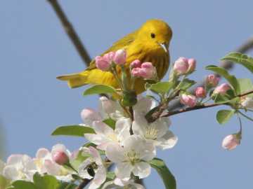 male yellow warbler