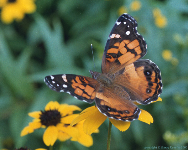American Painted Lady on Thin-leafed Coneflower