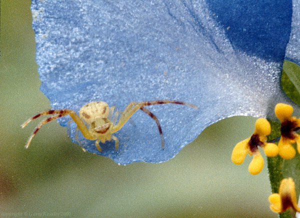 Crab Spider on Dayflower