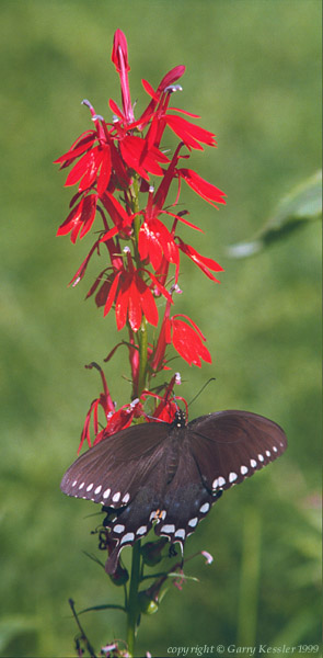 Swallowtail on Cardinal Flower