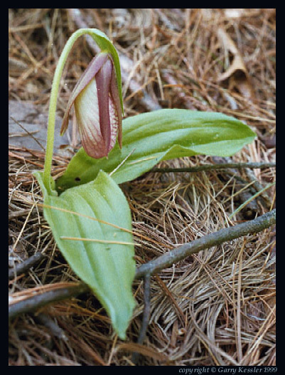 Immature Pink Lady Slipper