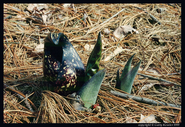 Skunk Cabbage Flowers