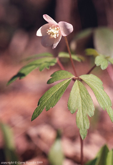 Windflower