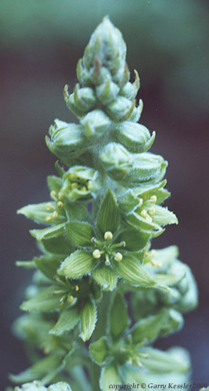 False Hellebore