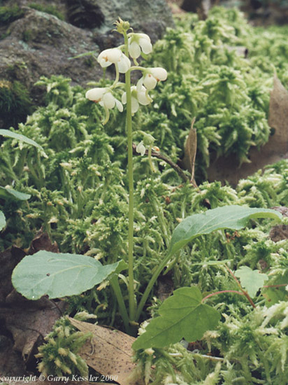 Shinleaf Pyrola