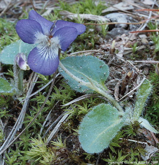 Northern Downy Violet