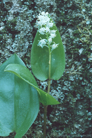 Wild Lily-of-the-valley