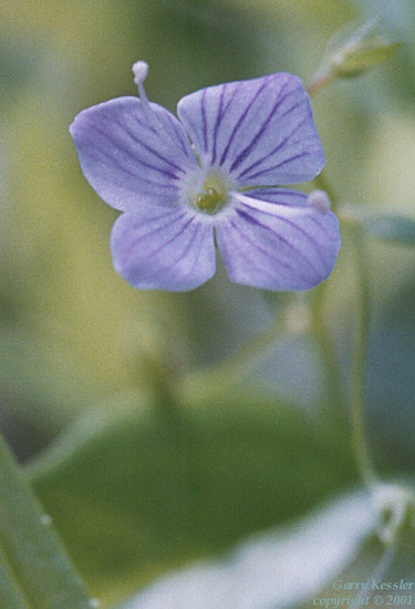 Marsh Speedwell