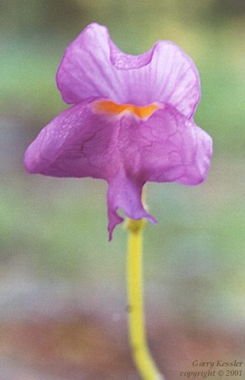 Purple Bladderwort