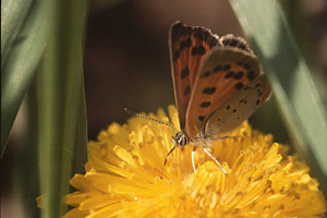 American Copper on Common Dandelion