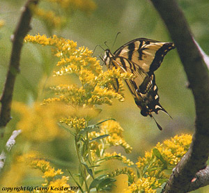 Zebra Swallowtail on Goldenrod