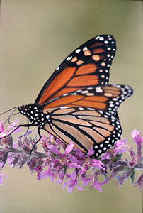 Monarch on Purple Loosestrife