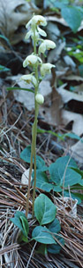 Greenish-flowered Pyrola